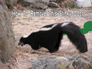 How to remove a smelly skunk odor